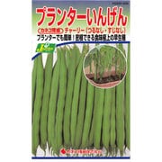 KS300シリーズ(野菜) No.226 プランターいんげん チャーリー