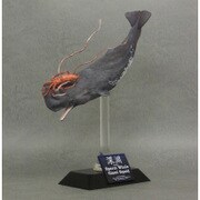 ワンダー オブ ワイルドシリーズ マッコウクジラ＆ダイオウイカ [ポリストーン塗装済み完成品 フィギュア]