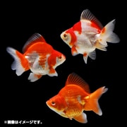 金魚王子 琉金ショートテール 1匹 [金魚]