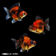 金魚王子 出目金ショートテール 1匹 [金魚]