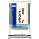 精米 新潟県産 こしひかり 10kg 令和5年産