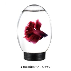 アクアエッグ グレー