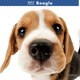 THE DOG カレンダー ビーグル [2017年カレンダー]