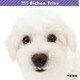 THE DOG カレンダー ビション フリーゼ [2017年カレンダー]