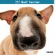 THE DOG カレンダー ブル テリア [2017年カレンダー]