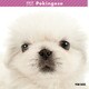 THE DOG カレンダー ペキニーズ [2017年カレンダー]
