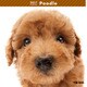 THE DOG カレンダー プードル [2017年カレンダー]