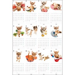 ヨドバシ Com The Cat カレンダー アビシニアン 17年カレンダー 通販 全品無料配達