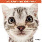 THE CAT カレンダー アメリカン ショートヘアー [2017年カレンダー]