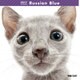 THE CAT カレンダー ロシアン・ブルー [2017年カレンダー]
