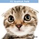 THE CAT カレンダー スコティッシュ・フォールド [2017年カレンダー]