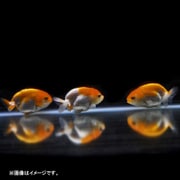 更紗らんちゅう 1匹 [金魚]