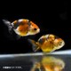江戸錦 1匹 [金魚]