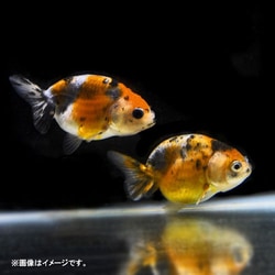 ヨドバシ Com 金魚王子 江戸錦 1匹 金魚 通販 全品無料配達