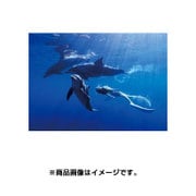 CL-808 ドルフィンスイム [2017年 壁掛けカレンダー]