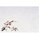 四季紙・千寿(100枚入) 桜 M30-205 QSV24