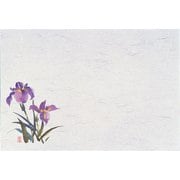 QSV26 [四季紙・千寿(100枚入) あやめ M30-207]