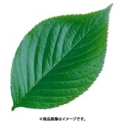QKL1901 [型抜きクリアシート(200枚入) 65782 ミニ・木の葉]