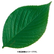 型抜きクリアシート(200枚入) 65787 木の葉 QKL1902