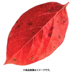 型抜きクリアシート(200枚入) 65786 ミニ・柿の葉 QKL2301