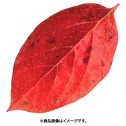 QKL2301 [型抜きクリアシート(200枚入) 65786 ミニ・柿の葉]