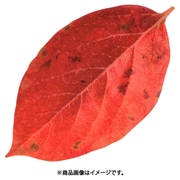 QKL2302 [型抜きクリアシート(200枚入) 65369 柿の葉]