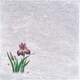 新・濡れ奉書紙(100枚入) 菖蒲 QHU14
