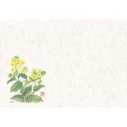 四季壊紙 テーブルマット(100枚入) No.403 なのはな QKIN801