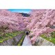 10-788 [ジグソーパズル めざせパズルの達人：日本風景・春 桜咲く琵琶湖疎水-滋賀 1000ピース]