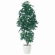ツピダンサス 180cm TK03618-1