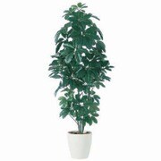 ツピダンサス 180cm TK03618-1