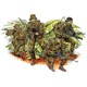 DR3303 1/35 ミリタリーシリーズ ベトナム戦争 アメリカ陸軍 特殊部隊 ラープ LRRP [プラモデル]