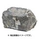 観賞魚用装飾品 アクアリウムロック 貝堆石
