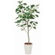 インドボダイジュFST 150cm TK02515-1
