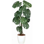モンステラバイン 150cm TK04415-1