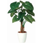 クワズイモダブル100cm TK05210-1