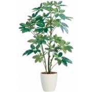 ブラッサイア 150cm TK05315-1