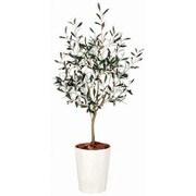 オリーブFST 130cm TK03113-1