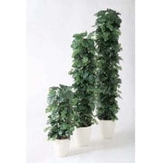 ヒメモンステラヘゴDX 90cm TK05709-1