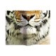 Animal Book Cover Tiger VRT42103