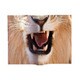 Animal Book Cover Lion VRT42105