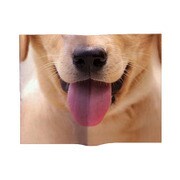 Animal Book Cover Labrador VRT42106