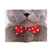 Animal Book Cover Ribbon Cat VRT42270