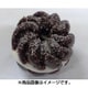 サンプルストラップ クリームドーナッツ ホワイト
