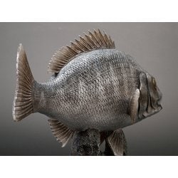 希少品　激レア　フェバリット社　クロダイ　50センチ　年なし　GFA-053 ヨドバシ.com - フェバリット Favorite GFA053 [クロダイ 50cm