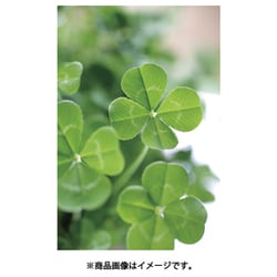 ヨドバシ.com - 聖新陶芸 きっとみつかる四つ葉のクローバー栽培
