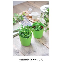 ヨドバシ.com - 聖新陶芸 きっとみつかる四つ葉のクローバー栽培