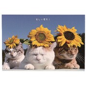 かご猫 ポストカード ひまわり AE15881