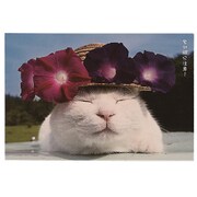 かご猫 ポストカード あさがお AE15882