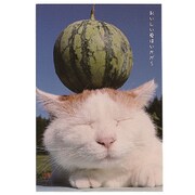 かご猫 ポストカード スイカ AE15884